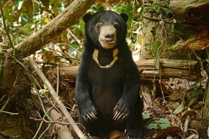Sepilok Orang Utan, Sun Bear & Sandakan Nature City Tour + Lunch - Sandakan Central Market and Agnes Newton Keith Home: local life and colonial-era perspective