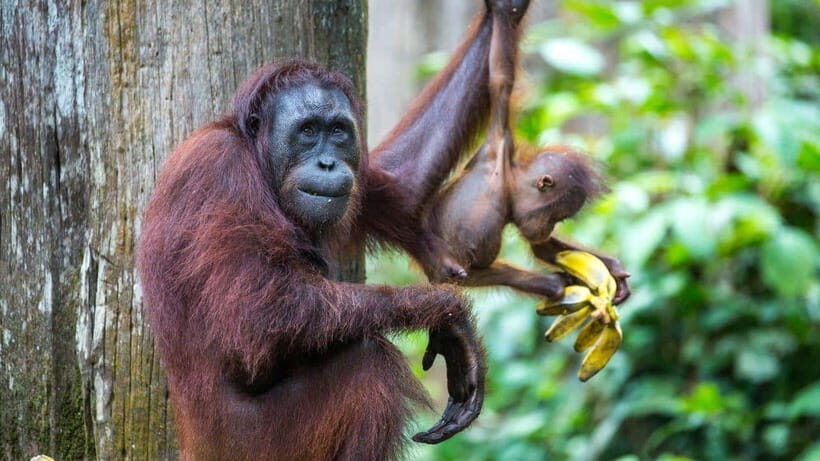 Sepilok Orangutan & Sun Bear Half-Day Tour | Sandakan - Quick reasons to go