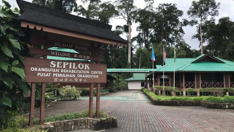 Sepilok Orangutan & Sun Bear Half-Day Tour | Sandakan - The 6-hour half-day schedule: what it feels like in real life