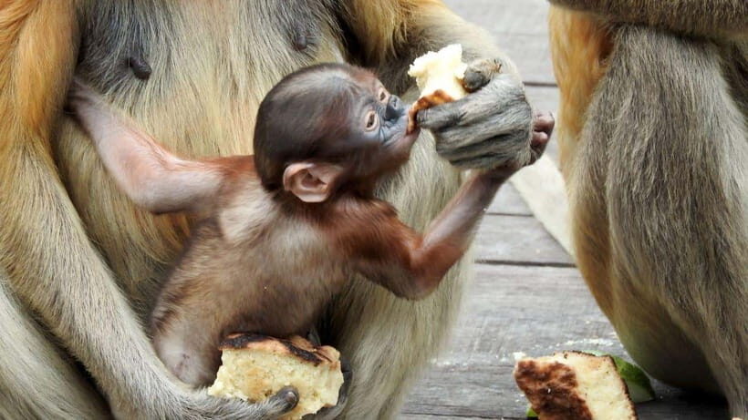 Sepilok Orangutan & Sun Bear Half-Day Tour | Sandakan - Price and value: is $169 per person worth it