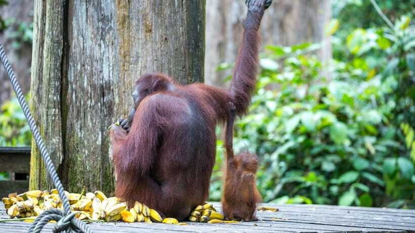 Sepilok Orangutan & Sun Bear Half-Day Tour | Sandakan - Who this tour suits best (and who should adjust expectations)