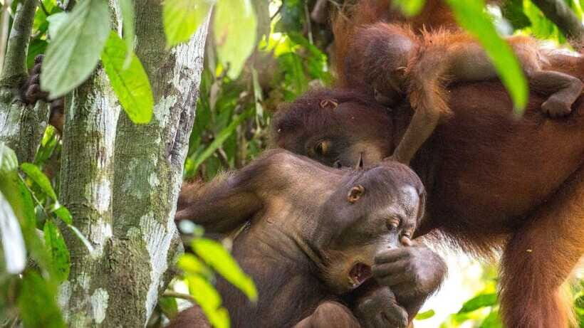 Sepilok Orangutan & Sun Bear Half-Day Tour | Sandakan - Small details that make your visit easier