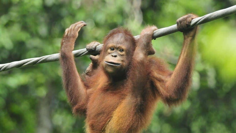 Sepilok Orangutan & Sun Bear Half-Day Tour | Sandakan - Should you book this Sandakan half-day orangutan and sun bear tour?
