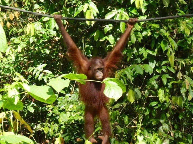 Sepilok OrangUtan, Sun Bear & Labuk Bay Full Day Trip - Key highlights to know before you go