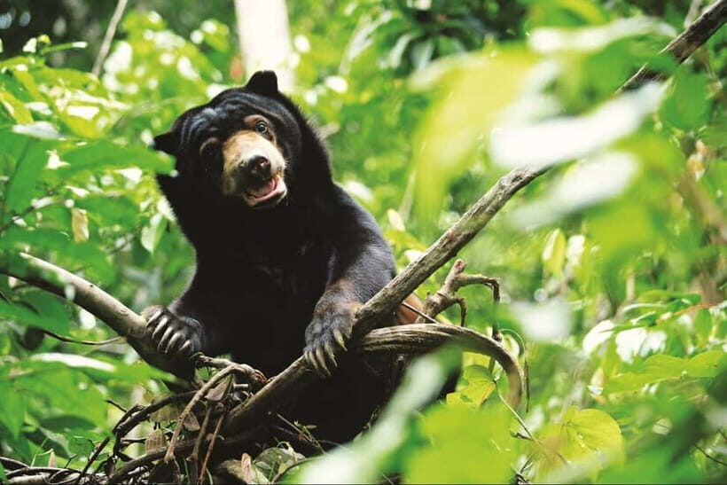Sepilok OrangUtan, Sun Bear & Labuk Bay Full Day Trip - Price and value: what you’re paying for (and what could feel steep)