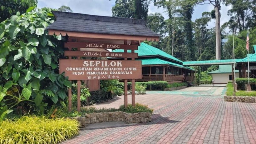 Sepilok OrangUtan, Sun Bear & Labuk Bay Full Day Trip - Sepilok Orangutan Rehabilitation Centre and the 10:00 feeding