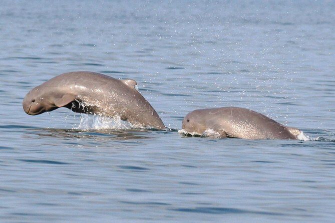 Shared Mangrove & Irrawaddy Dolphin Watching Cruise - Hotel Pickup and the 8:45am Start: Simple Logistics That Save Time