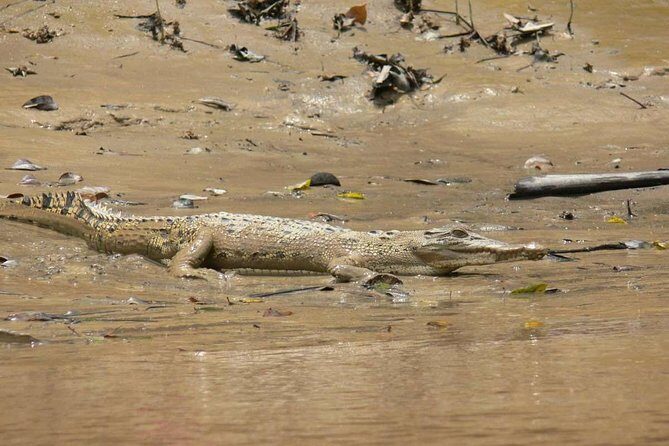 Shared Mangrove & Irrawaddy Dolphin Watching Cruise - Small Group Size (Up to 15): Why It Feels More Human