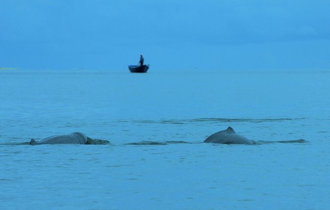 Shared Mangrove & Irrawaddy Dolphin Watching Cruise - Boat Club at Kampung Santubong: What to Expect Before You Cast Off