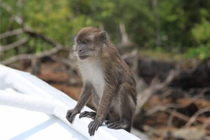 Sharing Half Day Mangrove Boat Tour With Lunch in Langkawi - Crocodile Cave: short stop, big character