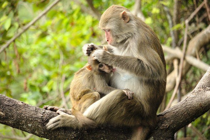 Silver Leaf Monkeys and Firefly Tour with Boat Ride and Seafood Dinner - Price and value: what you’re paying for (and what you’re not)