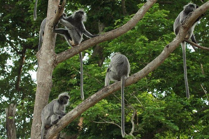 Silver Leaf Monkeys and Firefly Tour with Boat Ride and Seafood Dinner - The drive to Kuala Selangor: colonial stops and small surprises