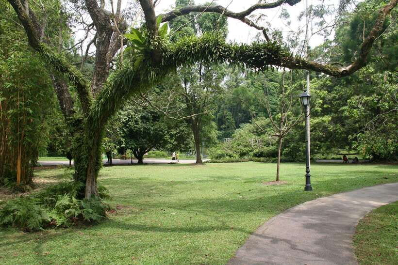 Singapore: Private Tour with a Local Guide - Nature Day Options: Southern Ridges (Canopy Walkways) and MacRitchie Reservoir
