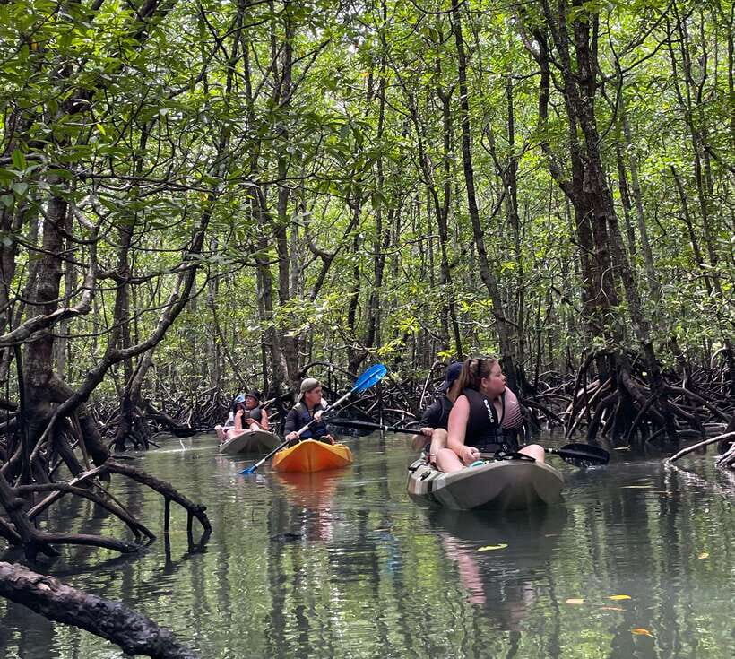 Small Group, Big Heart: Kilim Karst Mangrove Kayak Adventure - The Bat Cave boat ride: limestone, formations, and bats in their role