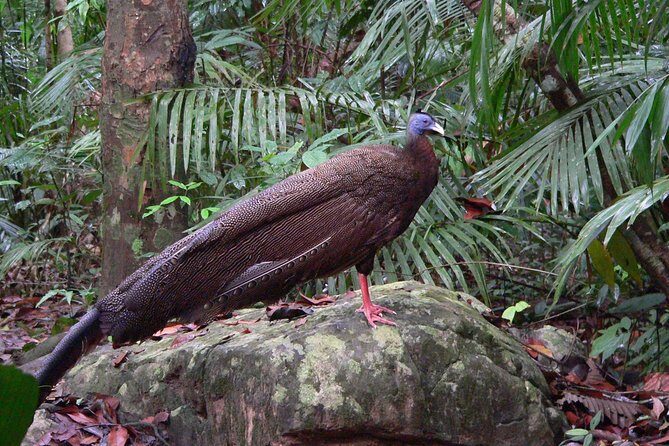 Taman Negara Day Tour with Canopy Walk - Canopy Walk: the 40m-up moment you’ll remember