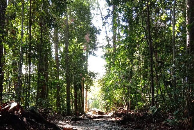 Taman Negara National Park Day Tour (SIC - Join In Tour) - From Kuala Lumpur to Kuala Tahan: the travel reality