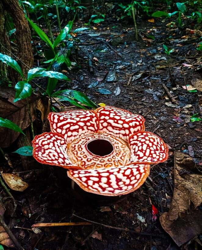 Tambunan: Rafflesia Flower Trekking with Rustic Lunch - Why the Rafflesia in Tambunan is a once-in-a-season mission