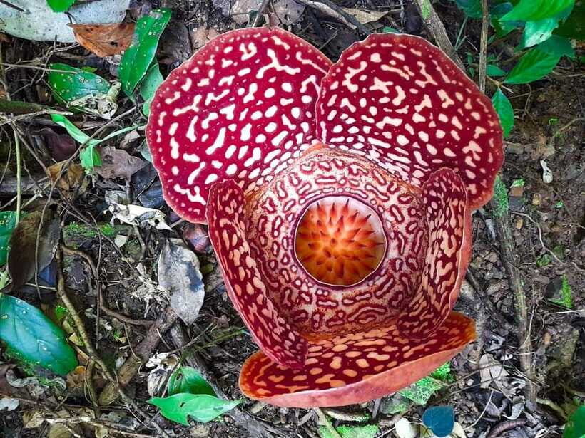 Tambunan: Rafflesia Flower Trekking with Rustic Lunch - Penampang riverside lunch: the included break that feels local