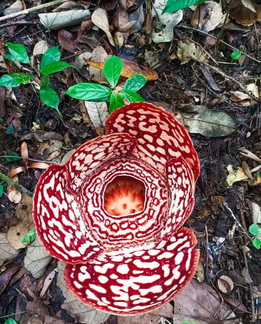 Tambunan: Rafflesia Flower Trekking with Rustic Lunch - Guides and photo moments with Jacob and Vanessa