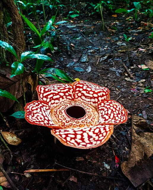 Tambunan: Rafflesia Flower Trekking with Rustic Lunch - Price and value: is $106 fair for this kind of day?