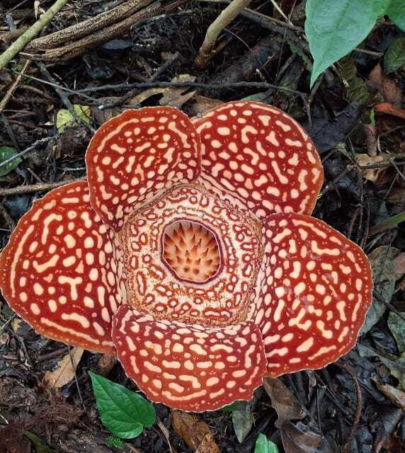 Tambunan: Rafflesia Flower Trekking with Rustic Lunch - Who should book this Rafflesia trek, and who should skip it