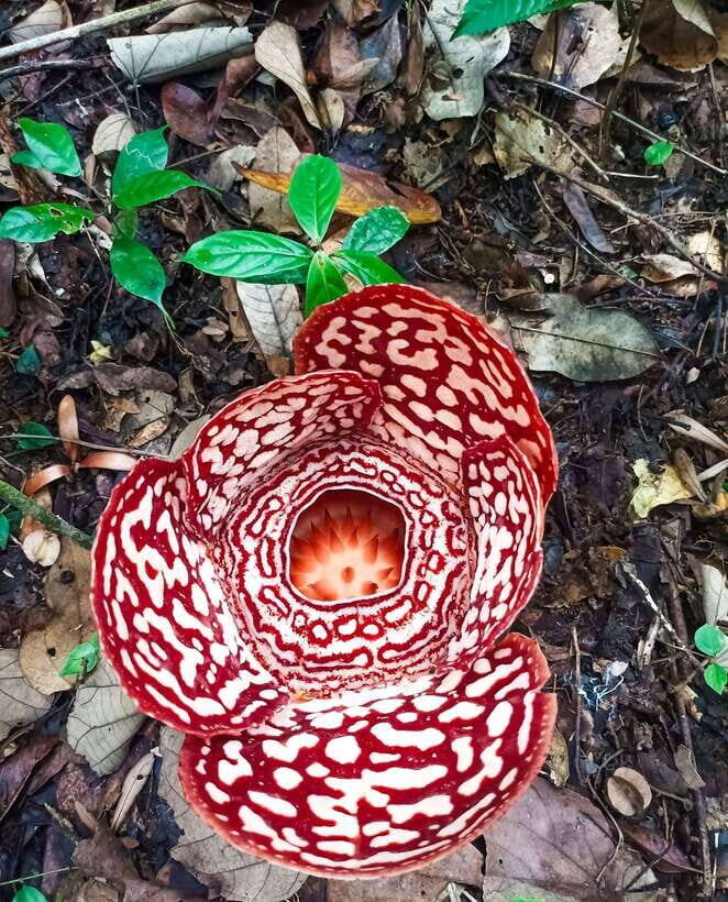 Tambunan: Rafflesia Flower Trekking with Rustic Lunch - Getting from Kota Kinabalu to Tambunan without turning it into a headache