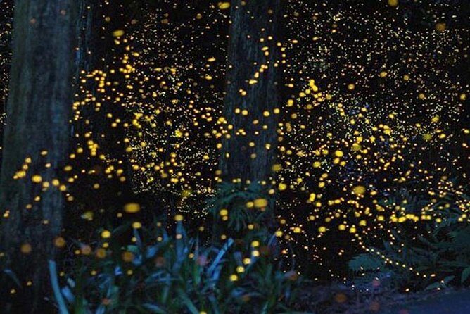 Twinkling Kuala Selangor Firefly Boat Tour from Kuala Lumpur - Kuala Selangor Firefly Park: what the boat ride is really like after 8 pm