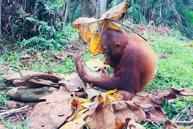 Wildlife & Wonders: Orang Utan Island + Perak Cave Temple Tour - Driving comfort vs. long-day energy: what you’ll likely feel
