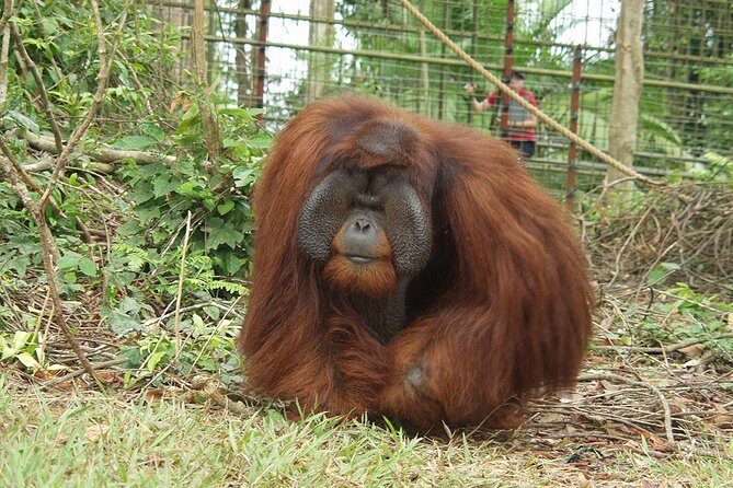 Wildlife & Wonders: Orang Utan Island + Perak Cave Temple Tour - Price and value: is $123.22 a fair deal?