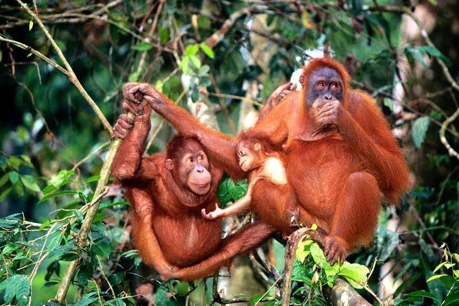 Wildlife & Wonders: Orang Utan Island + Perak Cave Temple Tour - Bukit Merah Orang Utan Island Foundation: why the first visit time matters